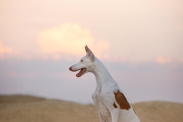 Obraz na płótnie Canvas dog portrait against the sunset sky. Graceful Ibizan Hound. Pet in nature