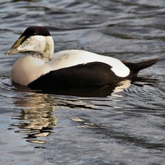 Eider duck on the water