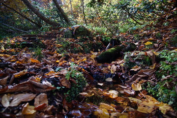 Beautiful autumn landscape in Northern Alps of Japan, Otari, Nagano