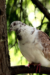 pigeon on a branch