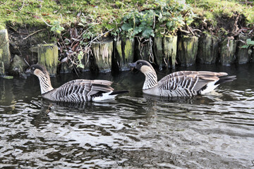 A view of a Hawaiian Goose © Simon Edge