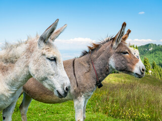 Obraz premium Two cute donkeys in the Piatra Mare (Big Rock) mountains in Romania.
