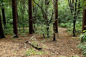 forest in autumn