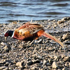 A Pheasant near the waters edge