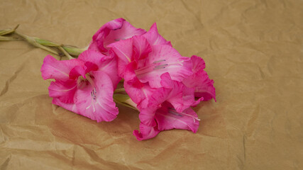 beautiful pink gladiolus flower on  paper background