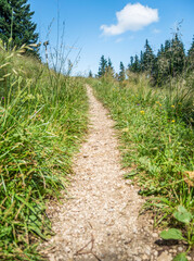 Fototapeta na wymiar Foot path or nature trail in the woods with green grass on both sides and a bright blue sky.