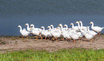 White geese in the summer on the shore of the pond, nature.