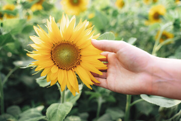 Close up of woman hand touching beautiful yellow sunflower blooming in field