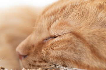 眠るネコ　　茶トラ猫