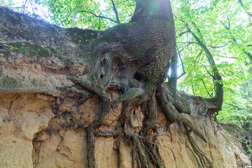 Loess ravine in Kazimierz Dolny, Poland