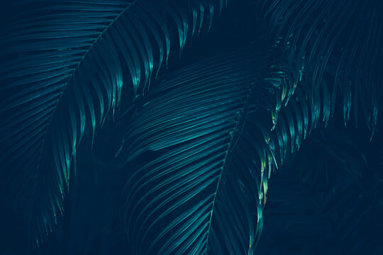 Tropical Palm Leaves, Dark Blue Nature Background