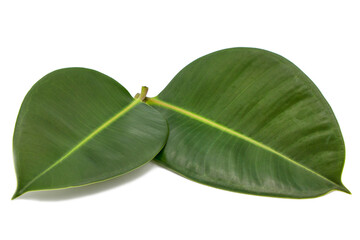 Two green natural magnolia leaves isolated on white background