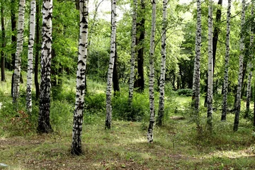 Peel and stick wall murals birch grove in spring