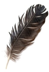 Bird feather isolated on a white background.