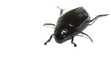 A cockroach beetle is isolated on a white background.