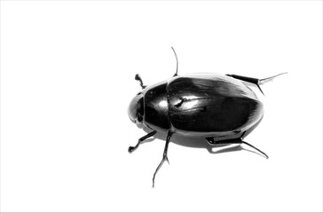 A cockroach beetle is isolated on a white background.