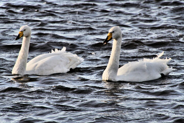 Whooper Swans on the water