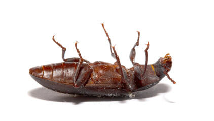 A cockroach beetle is isolated on a white background.