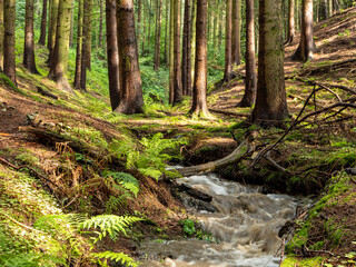 wunderschöner Wald im Erzgebirge mit Fluss