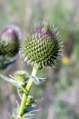 Thistle blooms in summer, nature. Prickly weed, plant.