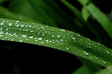 Plakat water drops on a green leaf