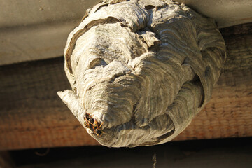 Wasp nest.