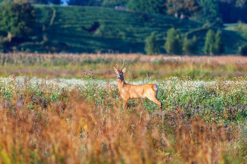 Naklejka na ściany i meble Roe deer on a meadow looking at the camera