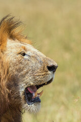 Fototapeta na wymiar Close up at a male Lion with open mouth