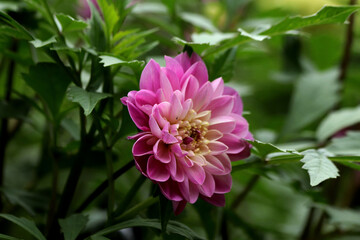 pink and white flower