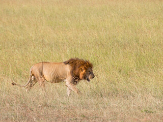 Obraz premium Walking male lion in the grassland