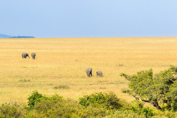 Fototapeta na wymiar Beautiful savanna landscape with Elephants