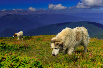 Obraz premium Carpathian shepherd dogs in the highlands