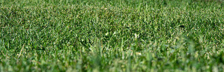 Green lawn, grass background, nature.