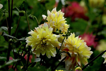 yellow chrysanthemum flower