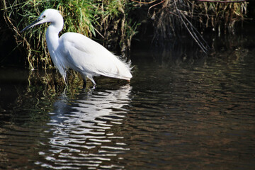 Obraz premium A view of a White Ibis
