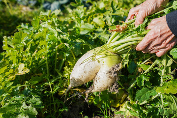 野菜の収穫をする高齢の女性