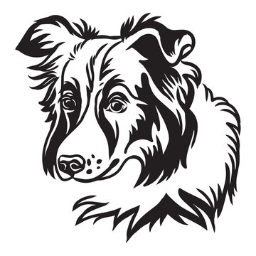 Vector image of border collie dog on white background