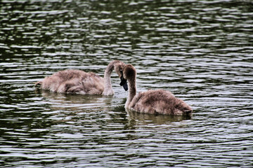 A view of some cygnets