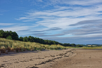 Fototapeta na wymiar The sandy beach at Tay Heath in front of the Pine Forest of Tentsmuir Nature Reserve, with the grass covered dunes coming down to the gently shelving Beach.