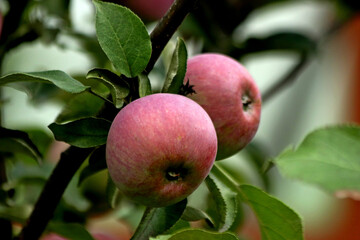 apples on tree