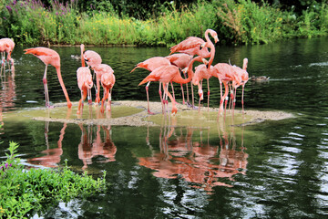 pink flamingos in the water