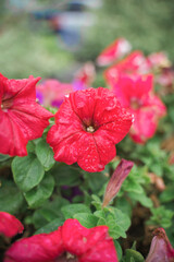 bright colorful e flowers, close up