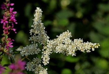 close up of a white flower