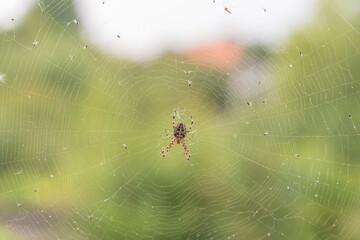 a large spider sits in a web