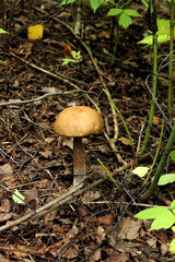 mushroom in the forest