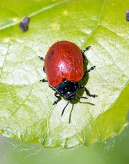 Beetle ladybug on a green leaf, macro.