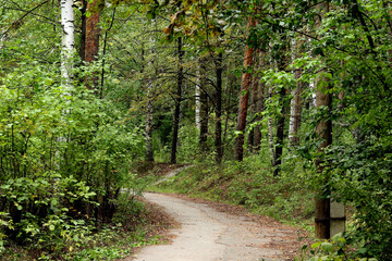 path in the forest