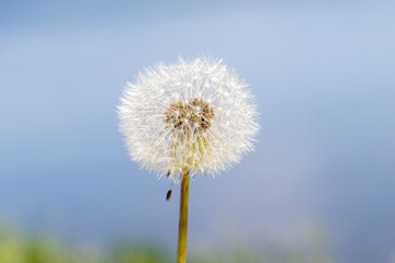 White dandelion on a background of blue sky.