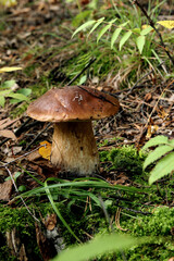 mushroom in the forest