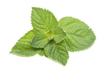 Green peppermint leaves on a white background.